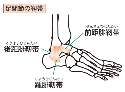 足関節靱帯の図