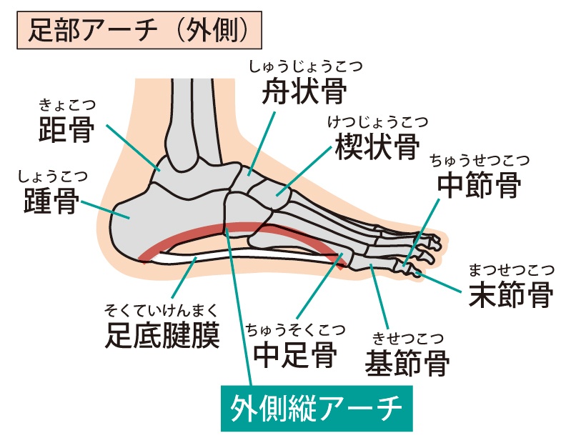 外側縦アーチ