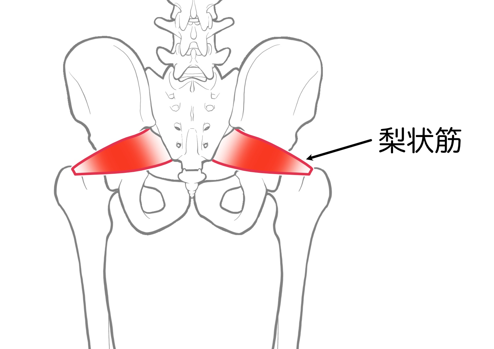 梨状筋の位置