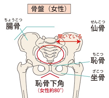 女性の骨盤の図