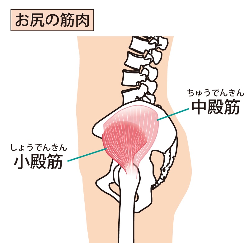 お尻の筋肉のイラスト