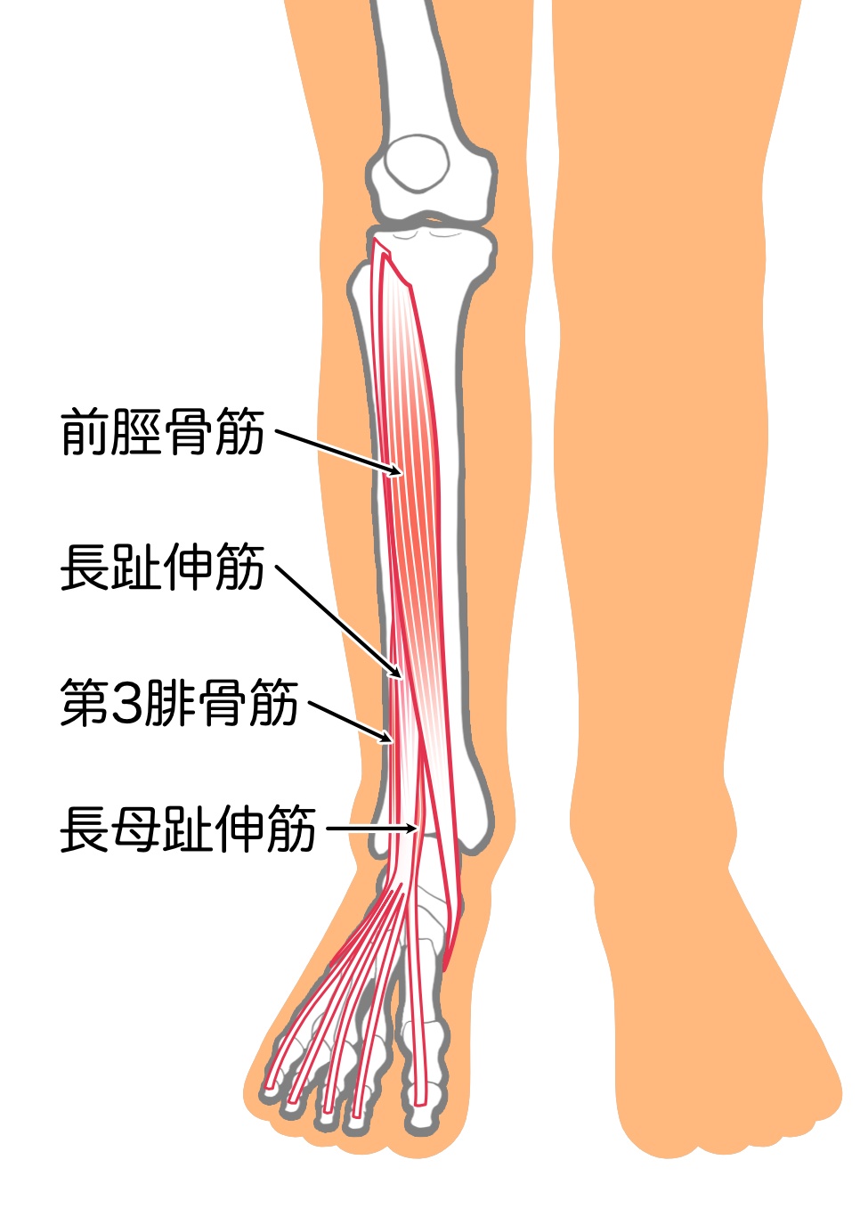 脛の外側の筋肉、前脛骨筋のイラスト 